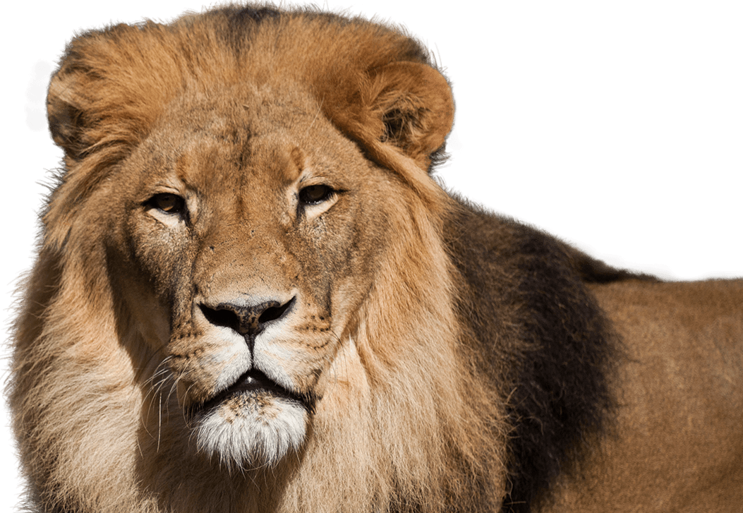 Lion Encounter - National Zoo & Aquarium