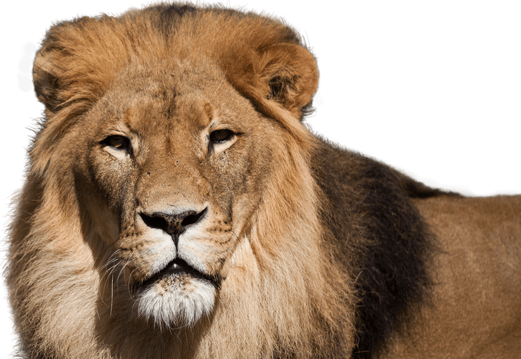 African lion, facts and photos