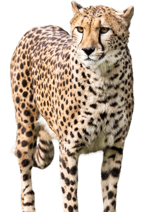 Meet a Cheetah