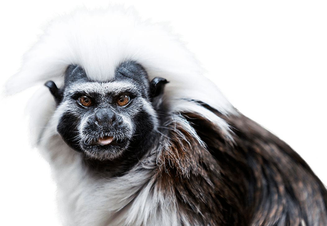 Cotton Top Tamarins