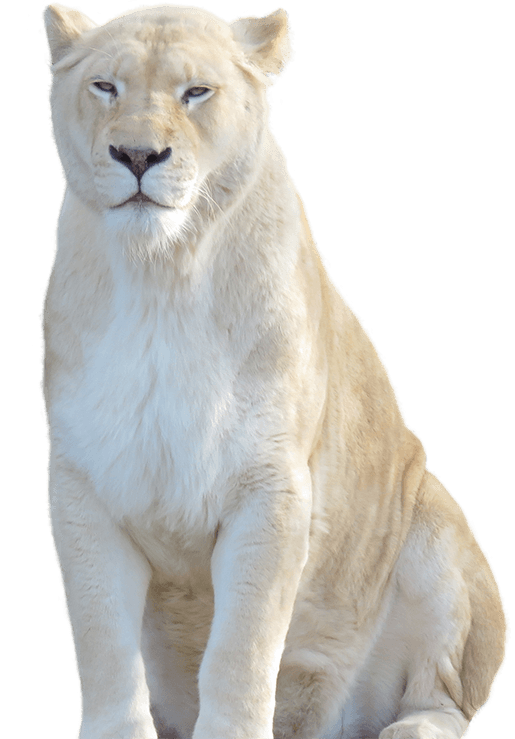 White Lion Encounter
