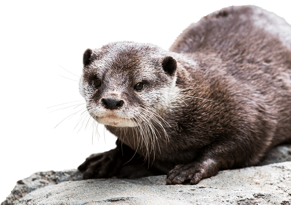 Asian Small-clawed Otter