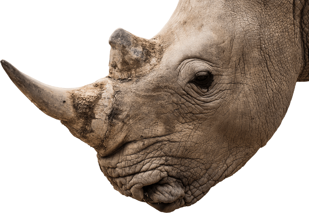 White Rhinoceros - National Zoo & Aquarium