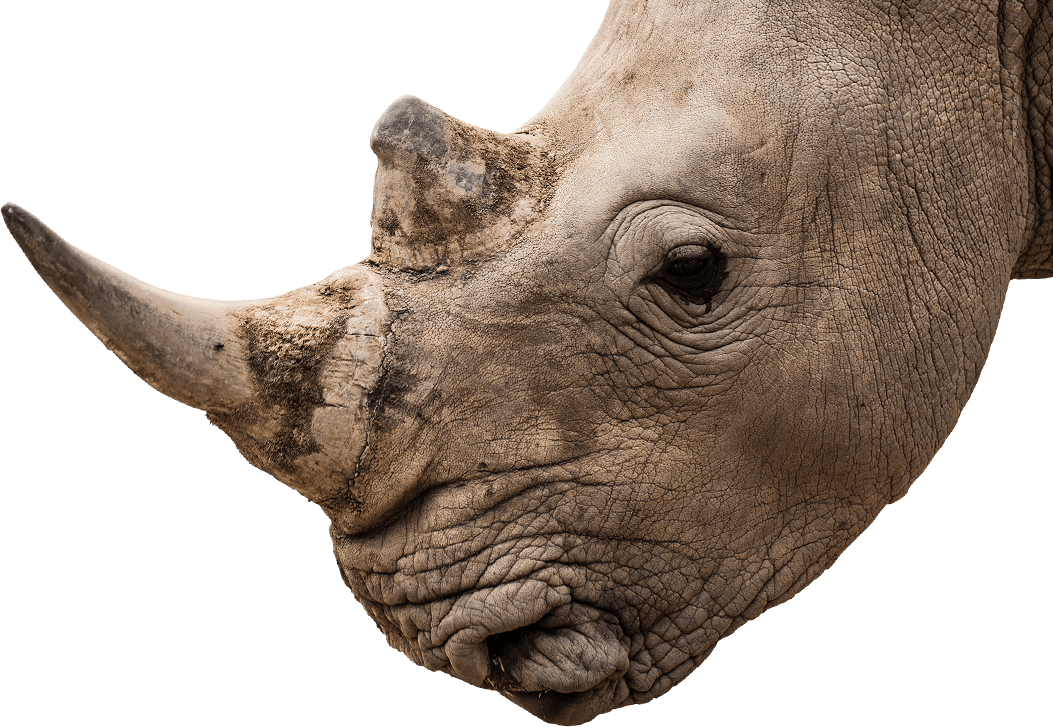 White Rhinoceros Face