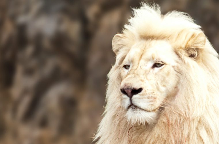 white-lion-tile - National Zoo & Aquarium