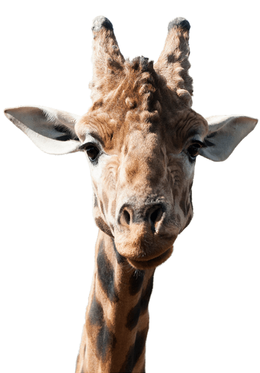 Giraffe Encounter - National Zoo & Aquarium