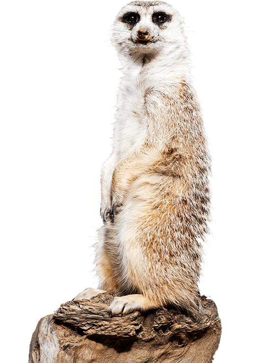 Meet a Meerkat