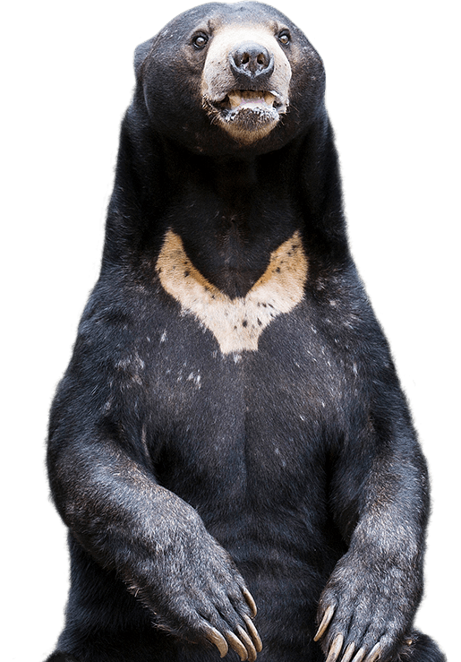 sun bear size