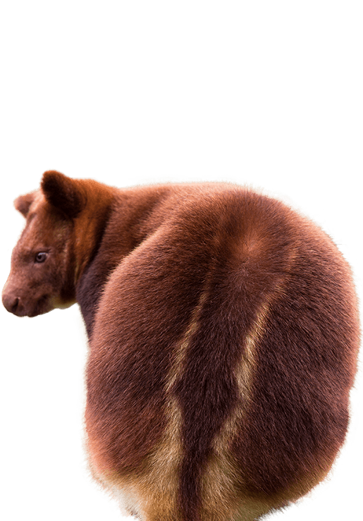 Tree Kangaroo Encounter