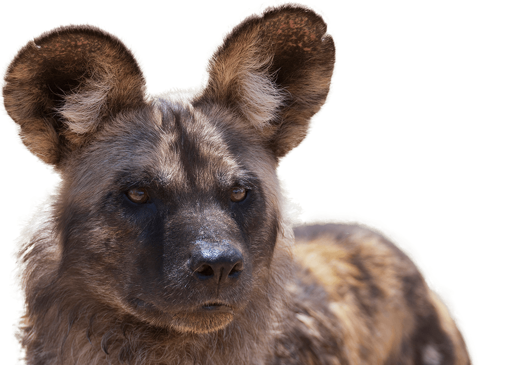 African wild dog facts