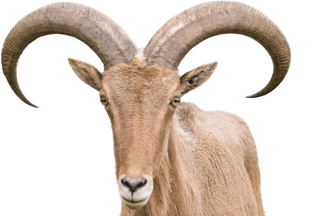 Barbary Sheep