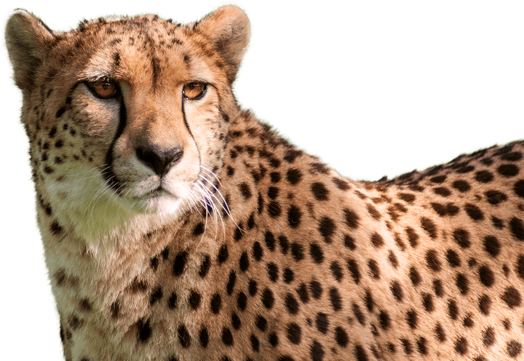 Cheetah - National Zoo & Aquarium