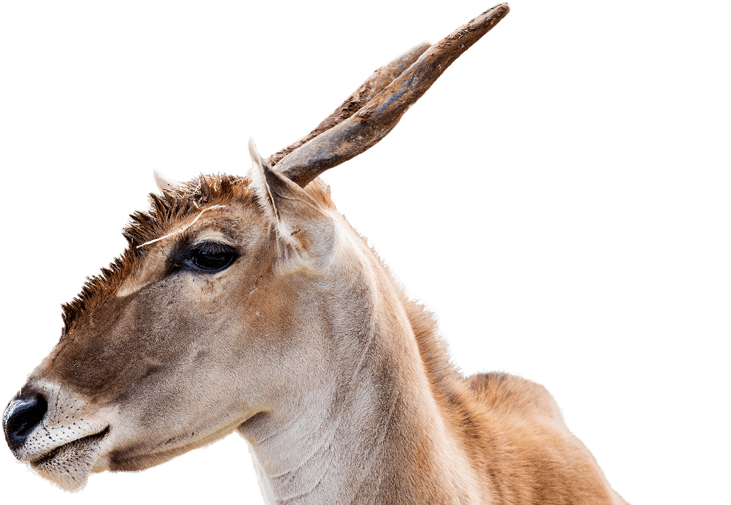 eland antelope nose