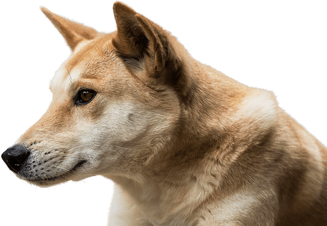 the-american-dingo-petlife