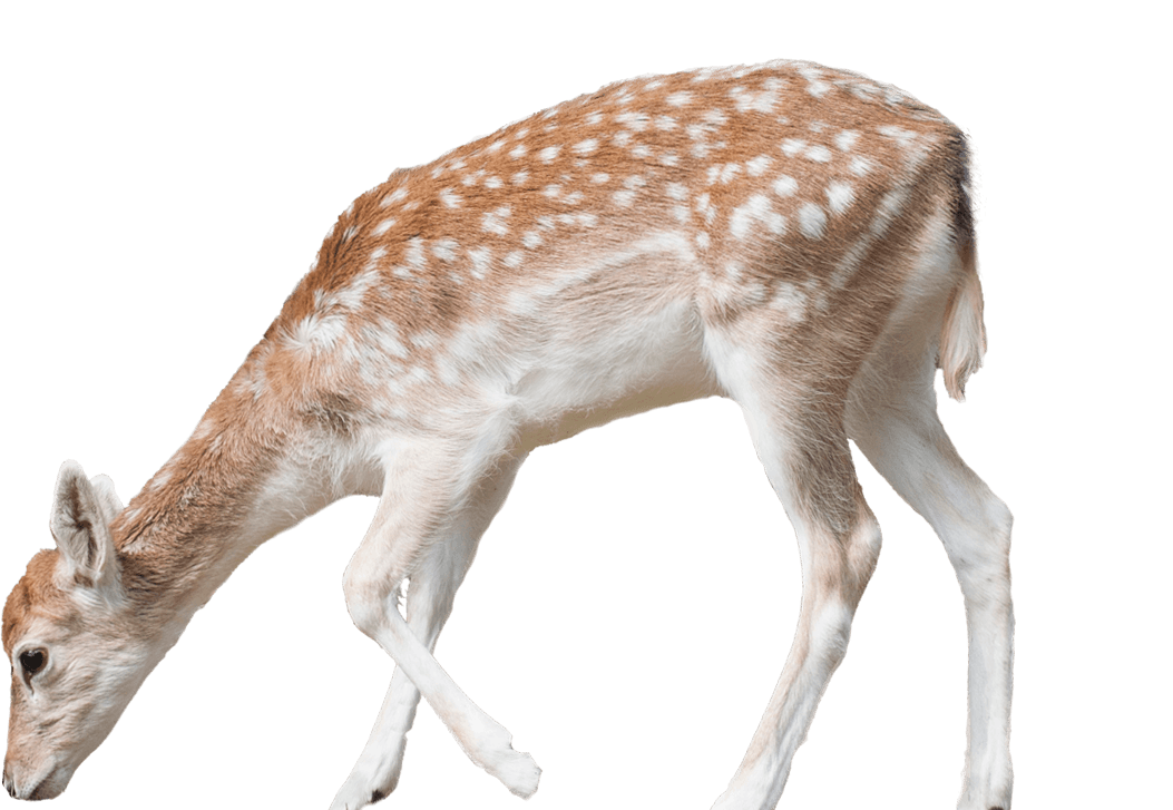 Fallow Deer