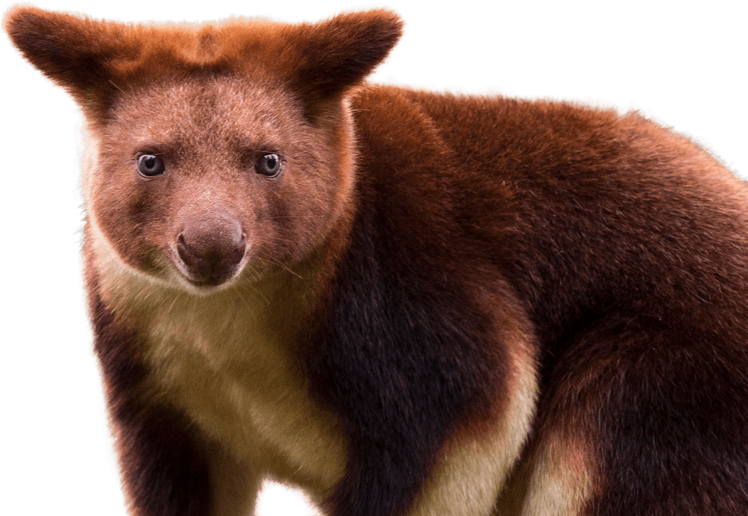 Goodfellow’s Tree Kangaroo