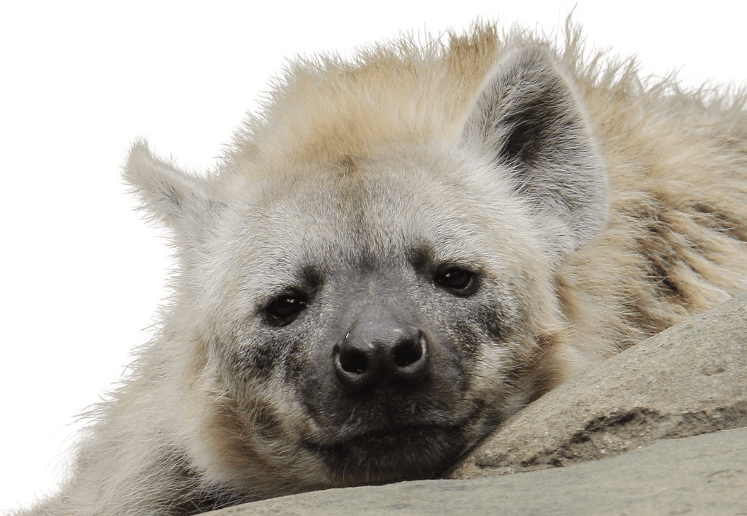 Albino Hyena