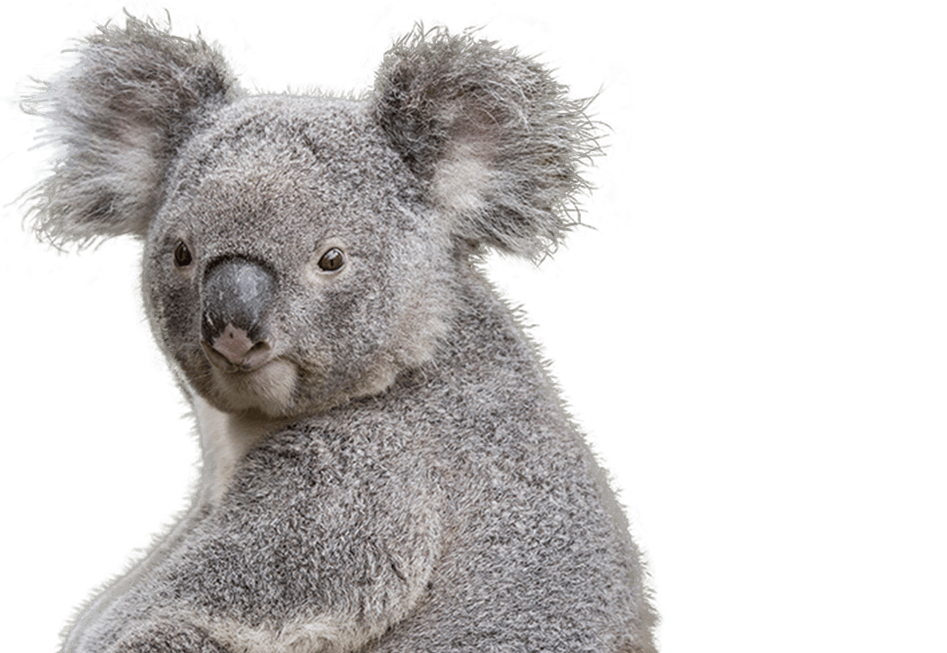 Koala - National Zoo & Aquarium