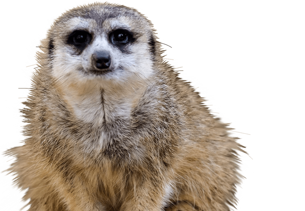 Meerkat