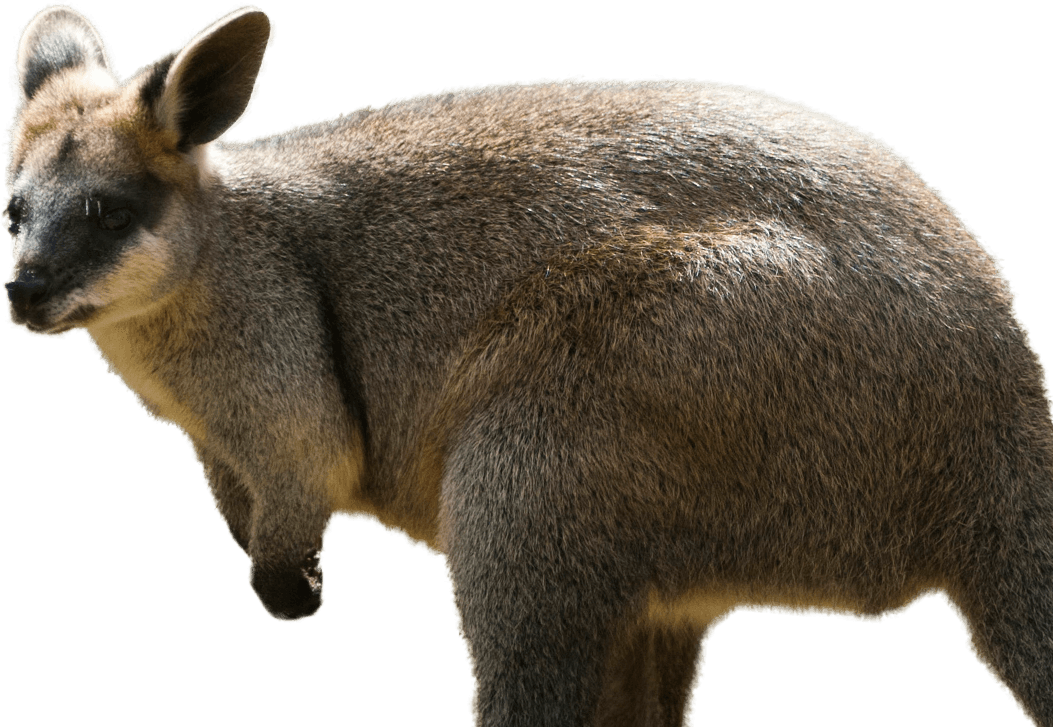 YELLOW- FOOTED ROCK-WALLABY