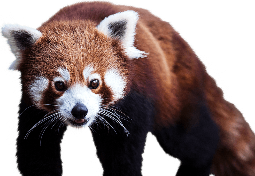 Red Panda - National Zoo & Aquarium