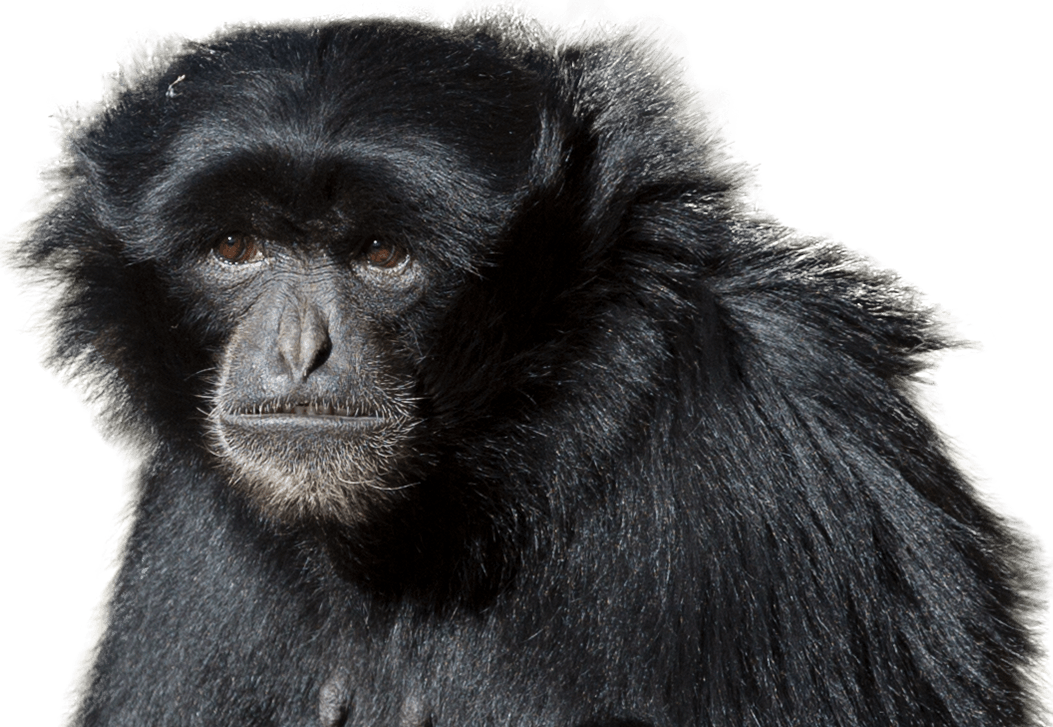 Siamang