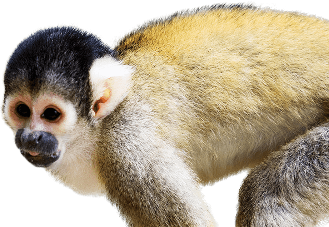 cute squirrel monkeys