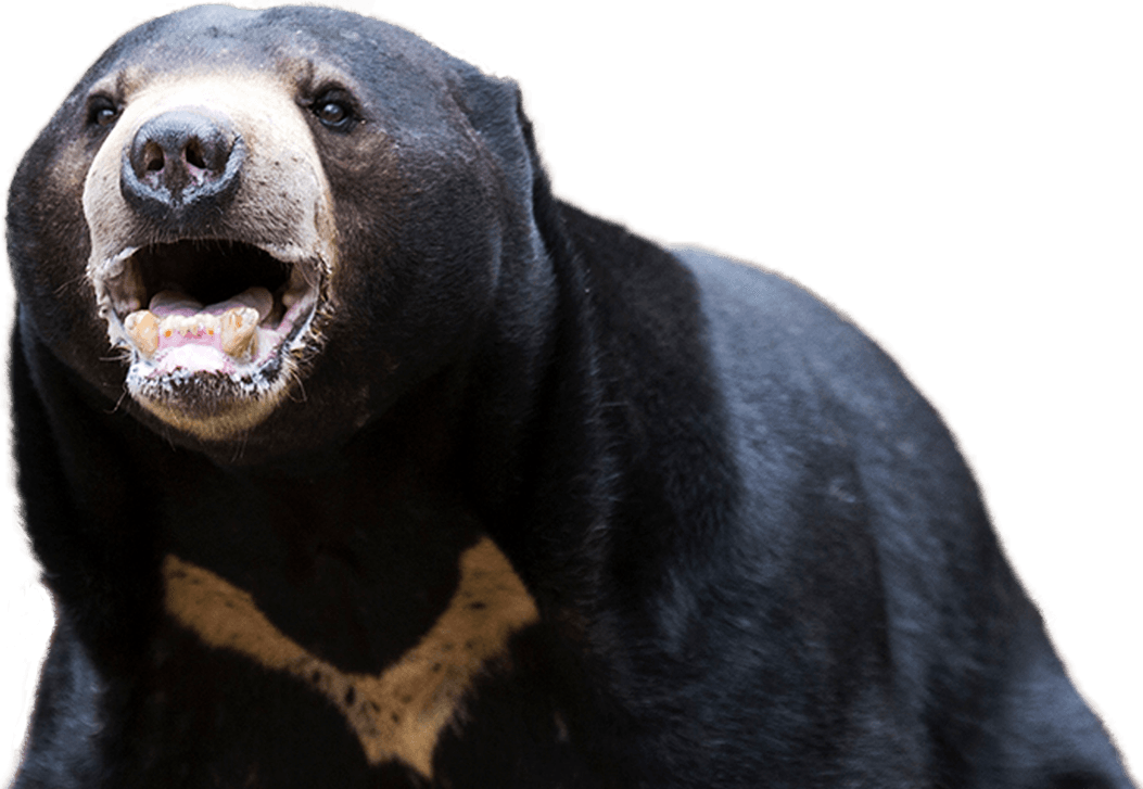 sun bear size