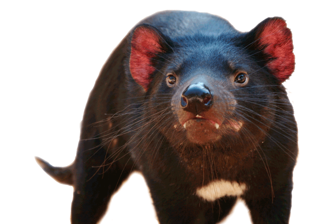 Tasmanian Devil