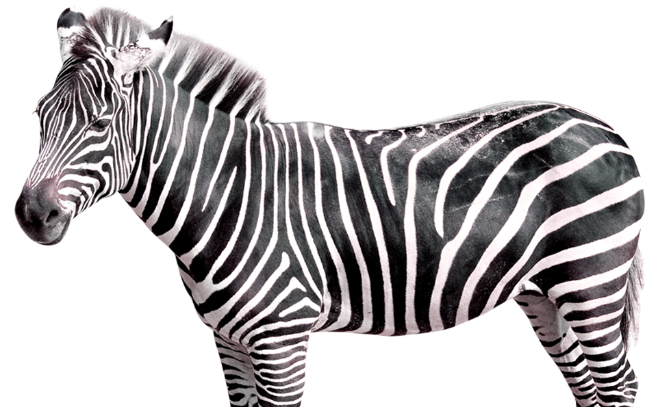 Plains Zebra - National Zoo & Aquarium