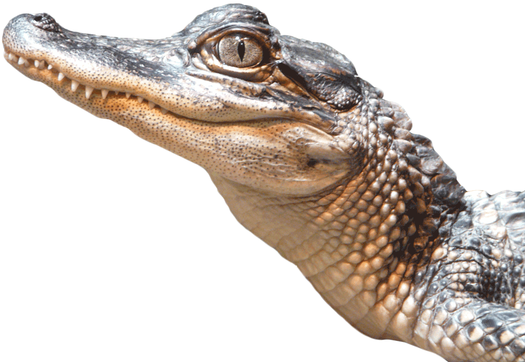 Alligator