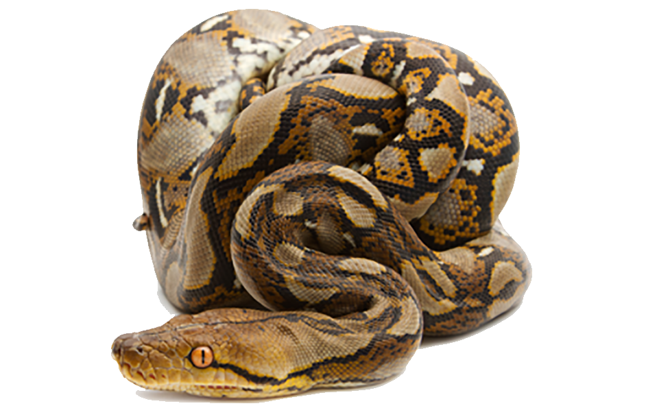 Reticulated Python