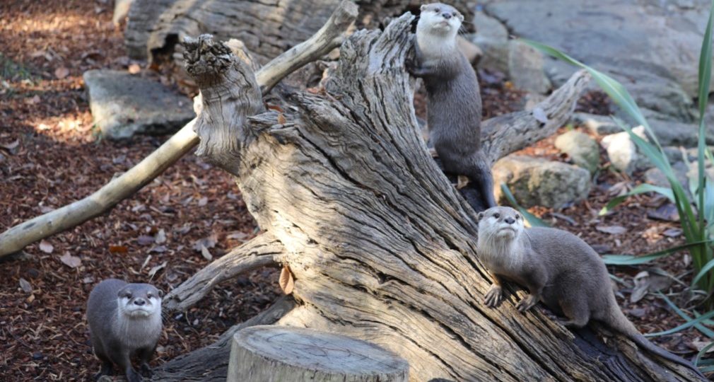 Otterly Adorable!