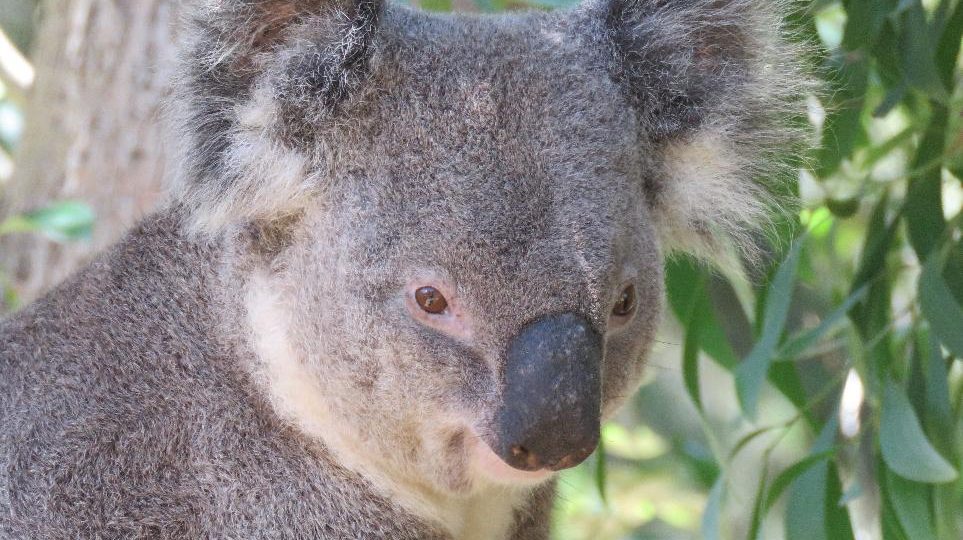 Threatened Species Day