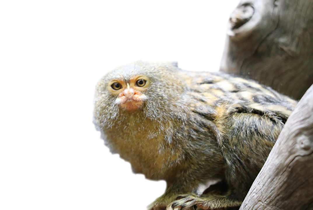 pygmy marmoset full grown