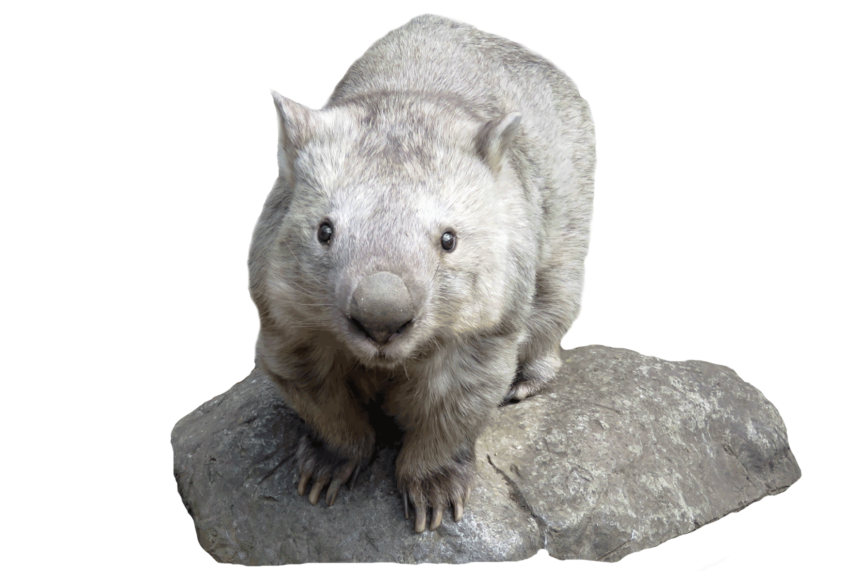 Wombat - National Zoo & Aquarium