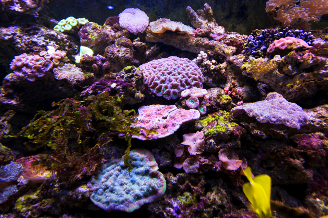 Barrier Reef Wonders