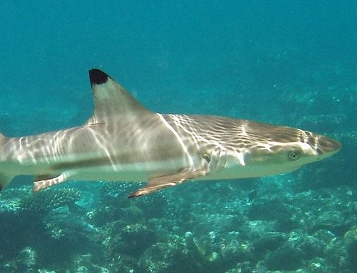 Australian Shark and Ray Centre - ZooChat