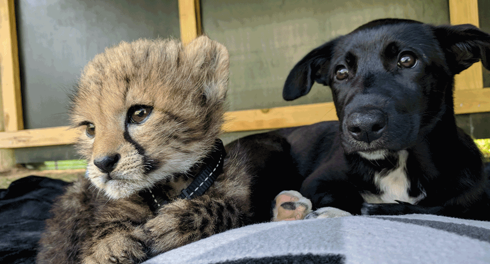 ‘C’ is for cute, cheetah and cub!