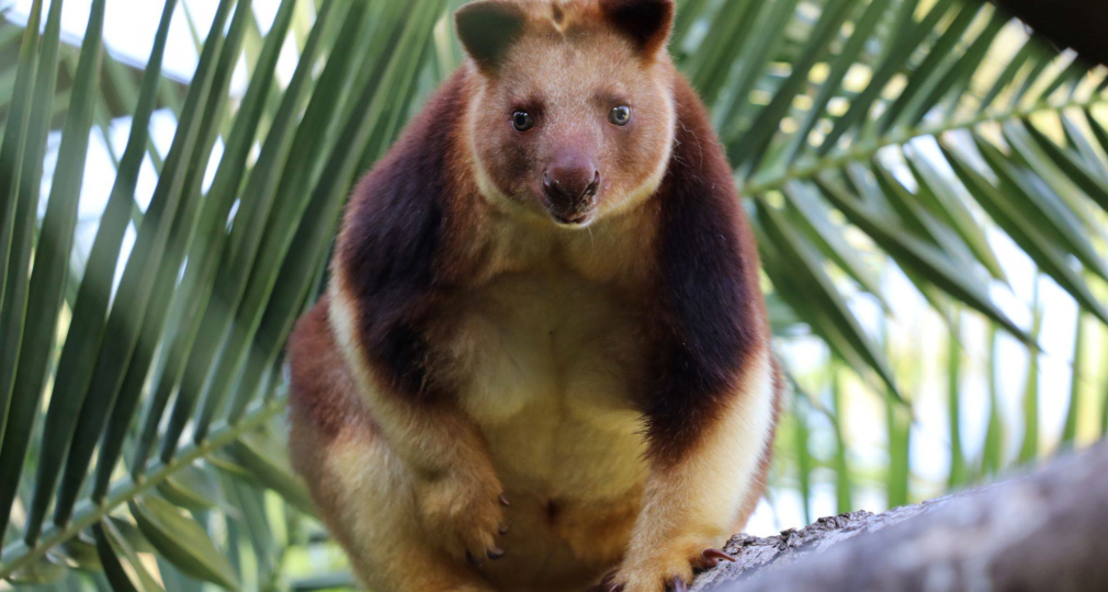 Trivia for Tree Kangaroo Conservation