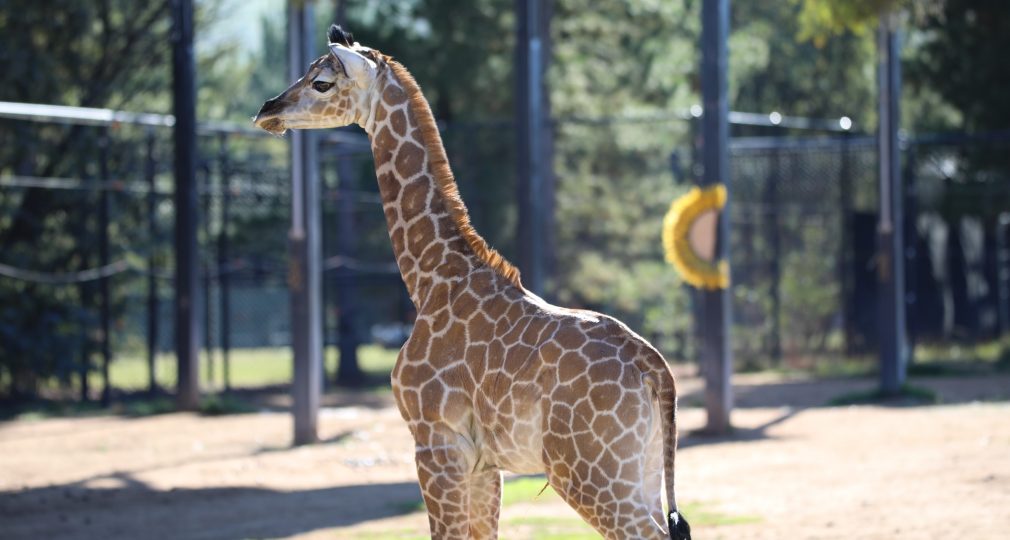 We are excited to announce the arrival of a baby giraffe!