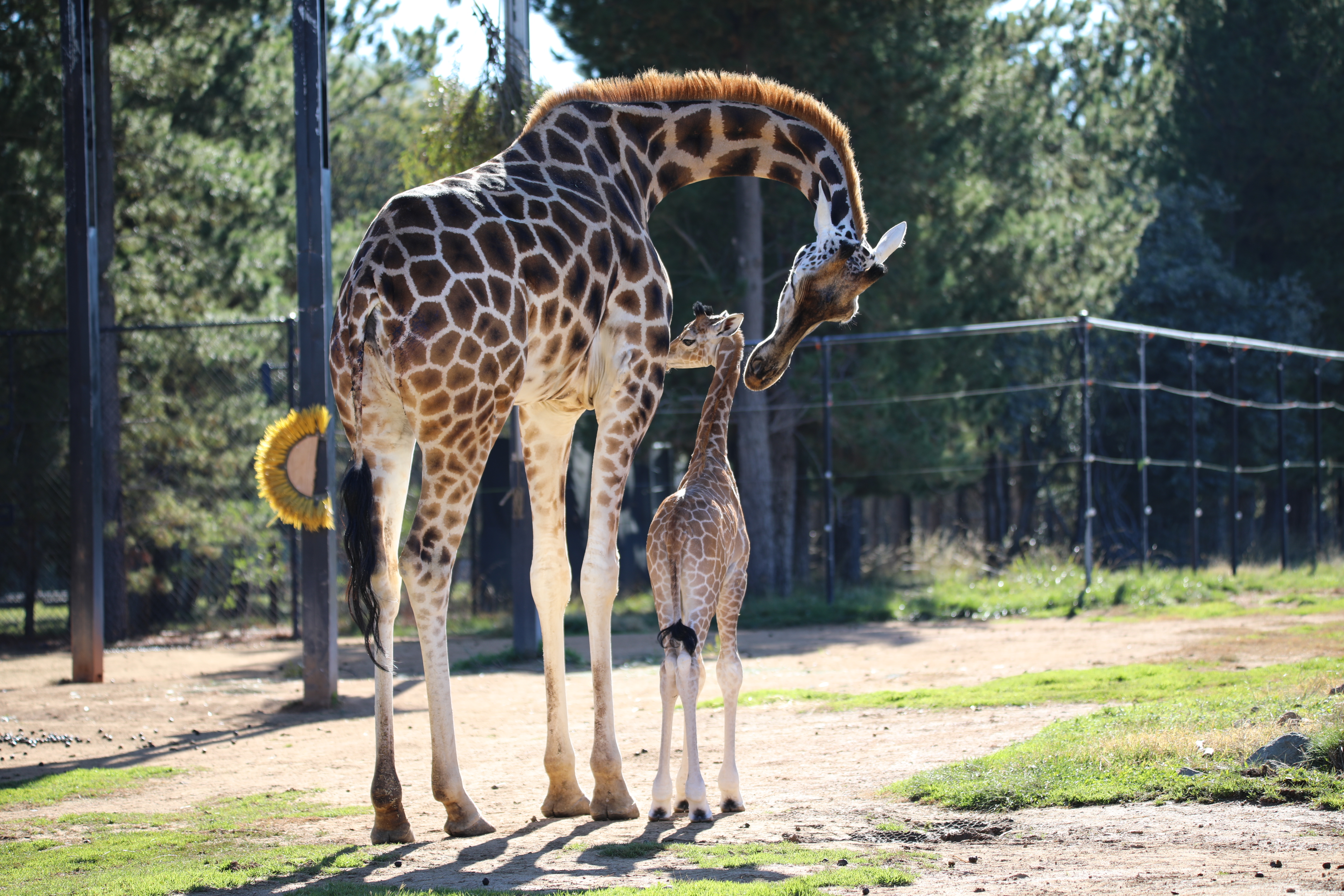 We are excited to announce the arrival of a baby giraffe! - National Zoo &  Aquarium