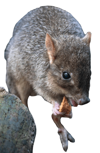 Brush-tailed Bettong