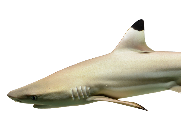 Black tipped Reef Shark