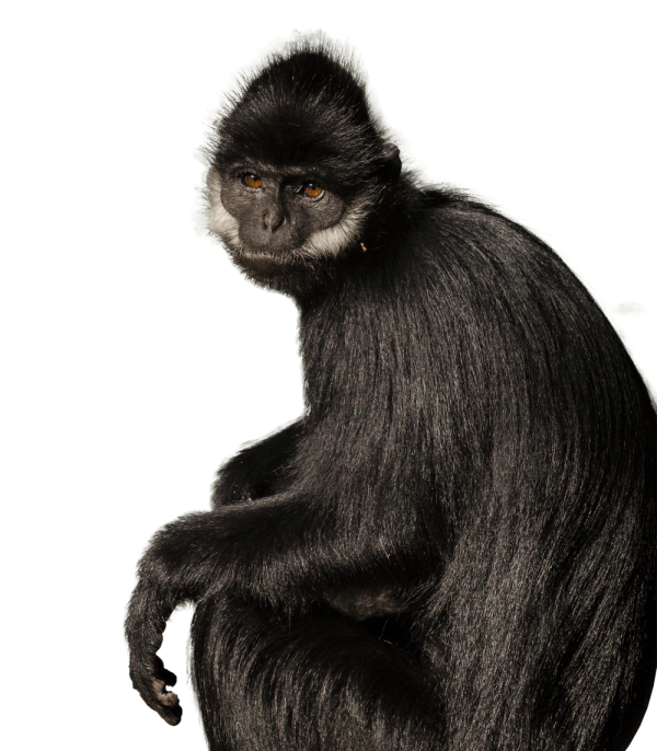 Francois Langur