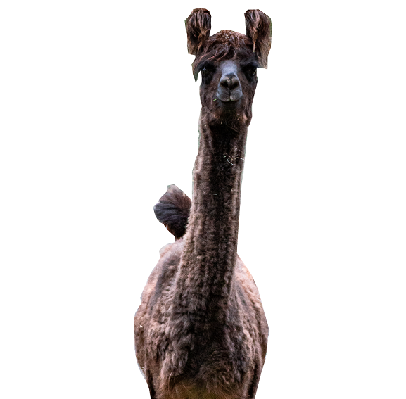 Llama