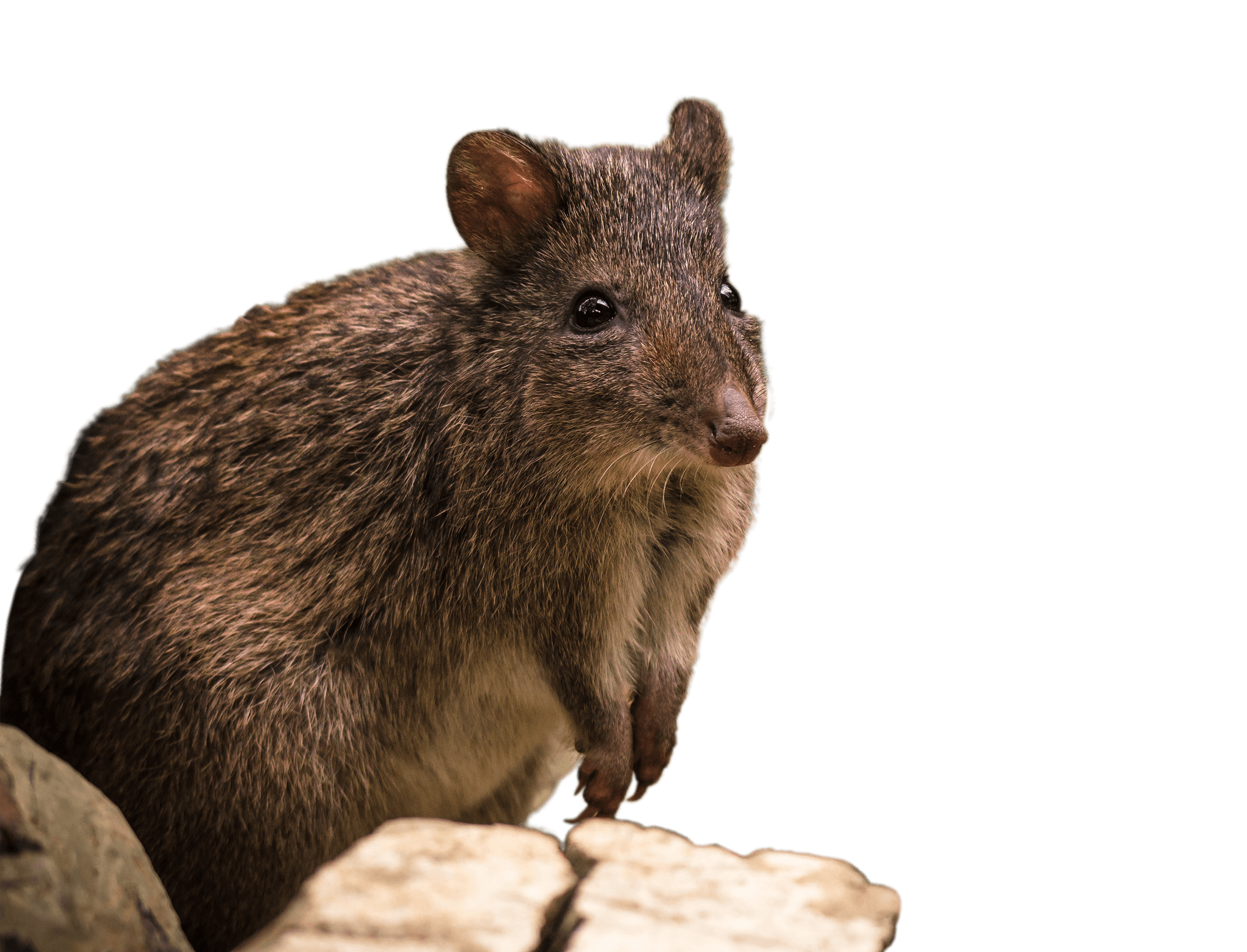 Long-nosed Potoroo