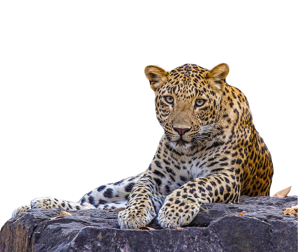 Where to spot leopards in Sri Lanka