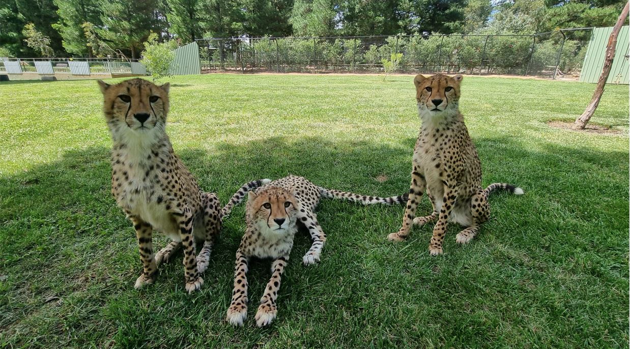 The Complete Cheetah Experience - National Zoo & Aquarium