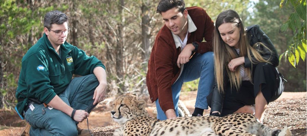 Cheetah Experiences - National Zoo & Aquarium